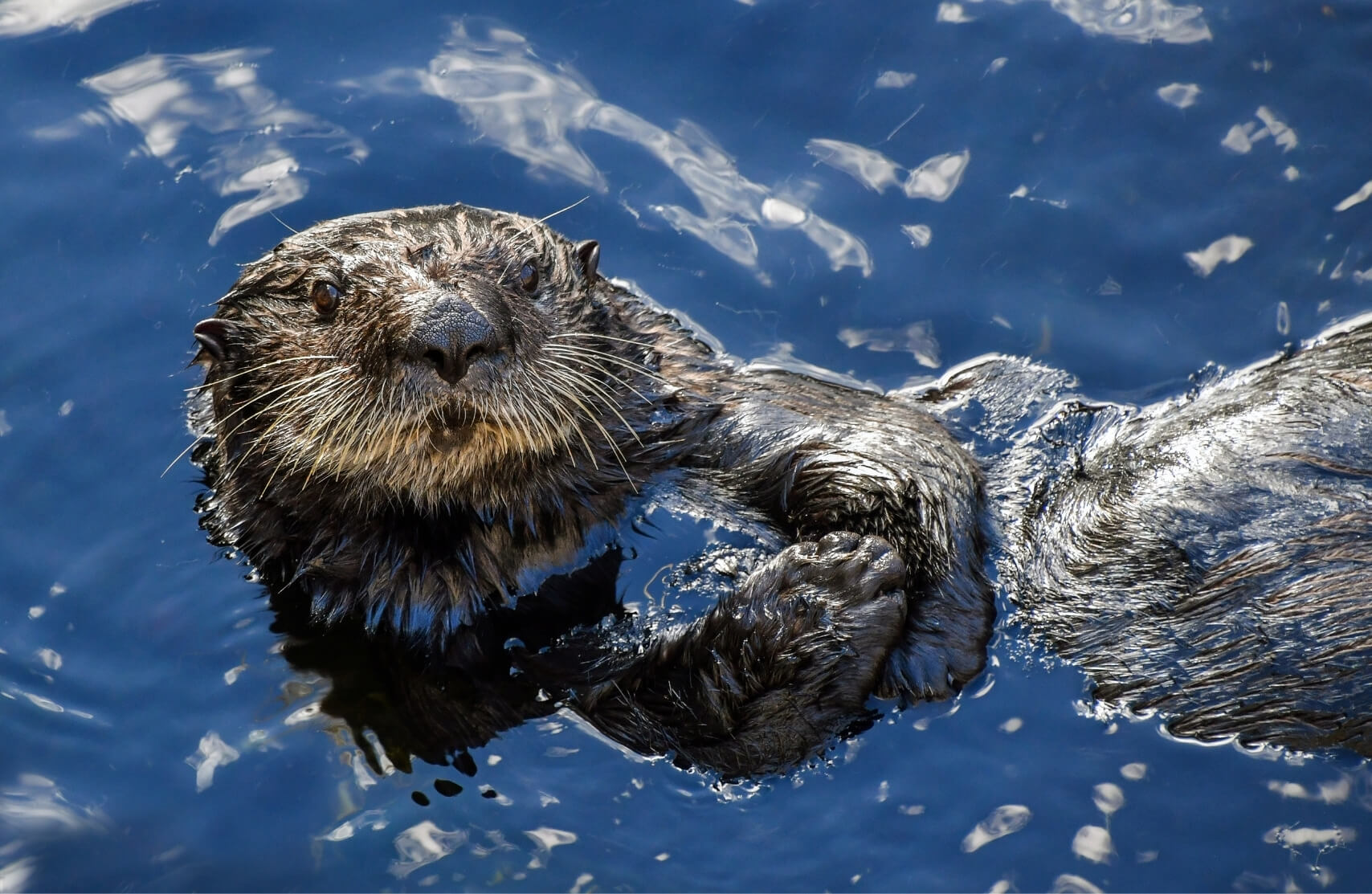 The image shows a sea otter floating in the water
