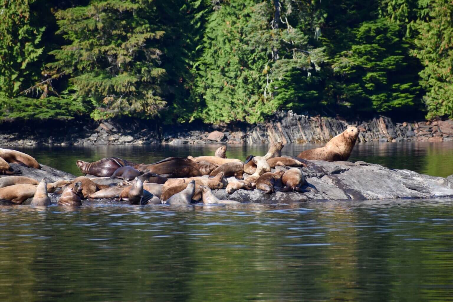A pack of sea lions lay on a sunny rock surrounded by water