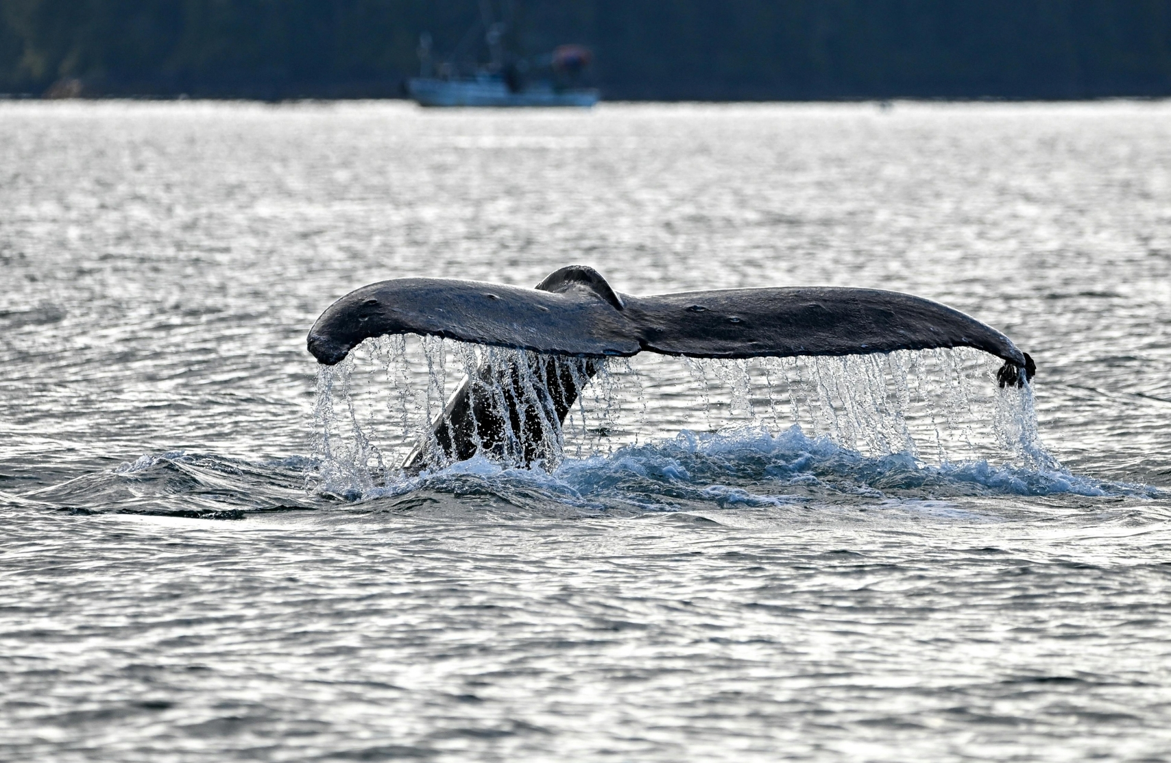 the picture shows a whale tail coming out of the water